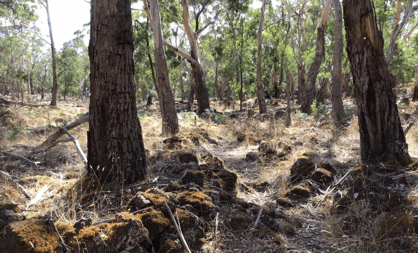 Stone Eel Traps in the Budj Bim Cultural Landscape